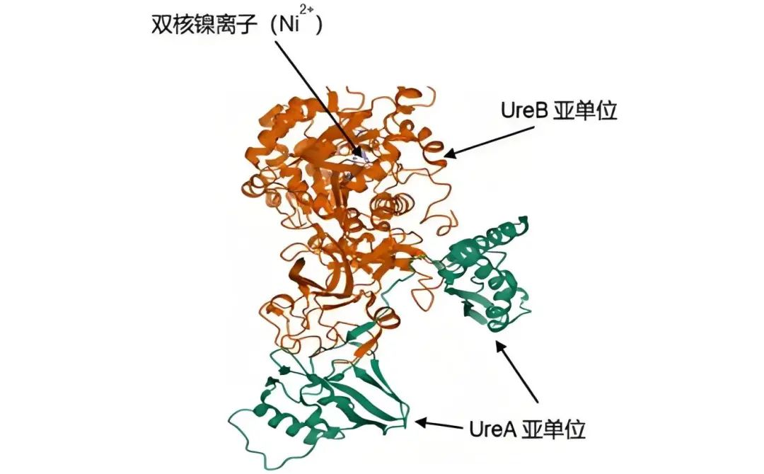 蛋白结构图清晰.jpeg